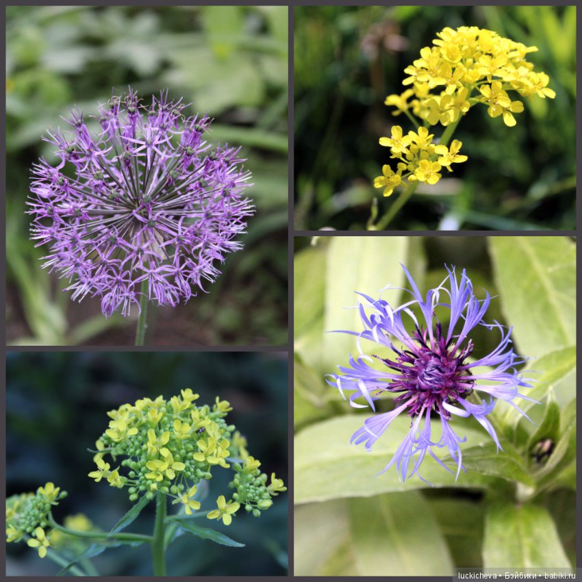 Фотозарисовки о жизни растений в городе (фото 7)