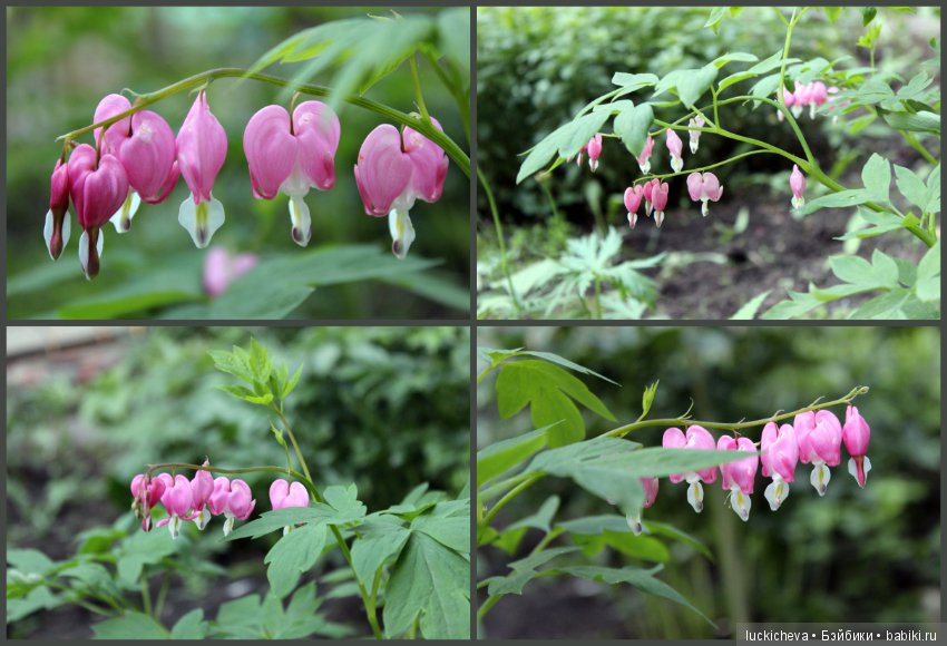 Фотозарисовки о жизни растений в городе