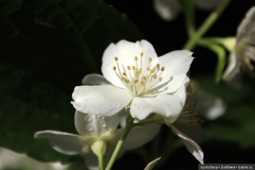 Philadélphus albus. Жасминовая нежность в сверкающих капельках