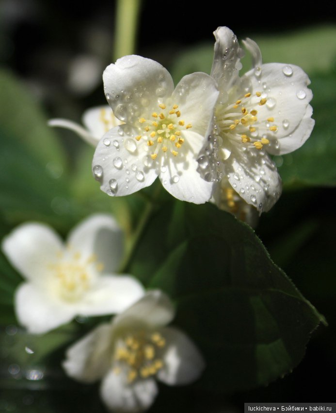 Philadélphus albus. Жасминовая нежность в сверкающих капельках (фото 9)