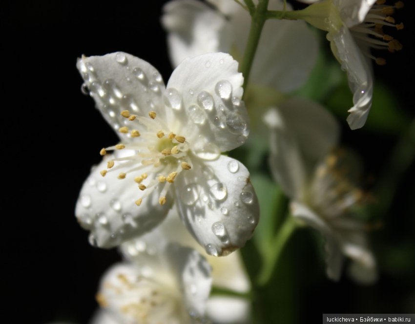 Philadélphus albus. Жасминовая нежность в сверкающих капельках (фото 5)