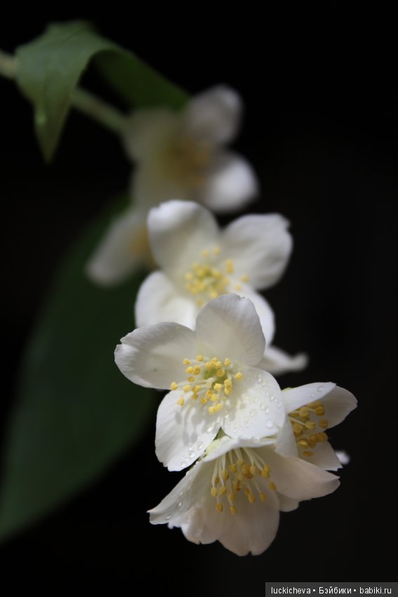 Philadélphus albus. Жасминовая нежность в сверкающих капельках