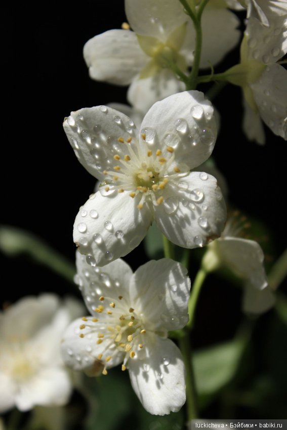 Philadélphus albus. Жасминовая нежность в сверкающих капельках (фото 3)