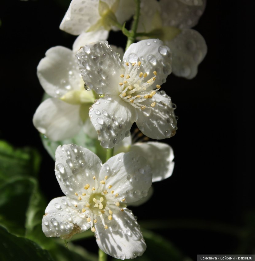 Philadélphus albus. Жасминовая нежность в сверкающих капельках (фото 7)