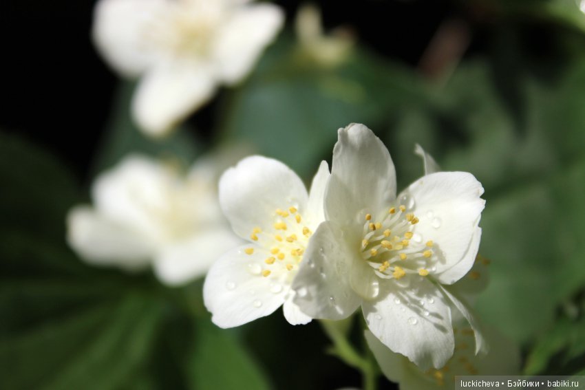 Philadélphus albus. Жасминовая нежность в сверкающих капельках