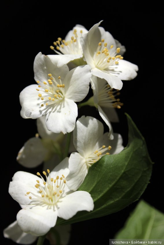 Philadélphus albus. Жасминовая нежность в сверкающих капельках