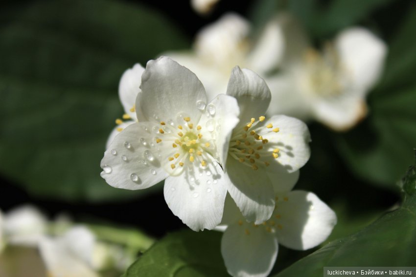 Philadélphus albus. Жасминовая нежность в сверкающих капельках