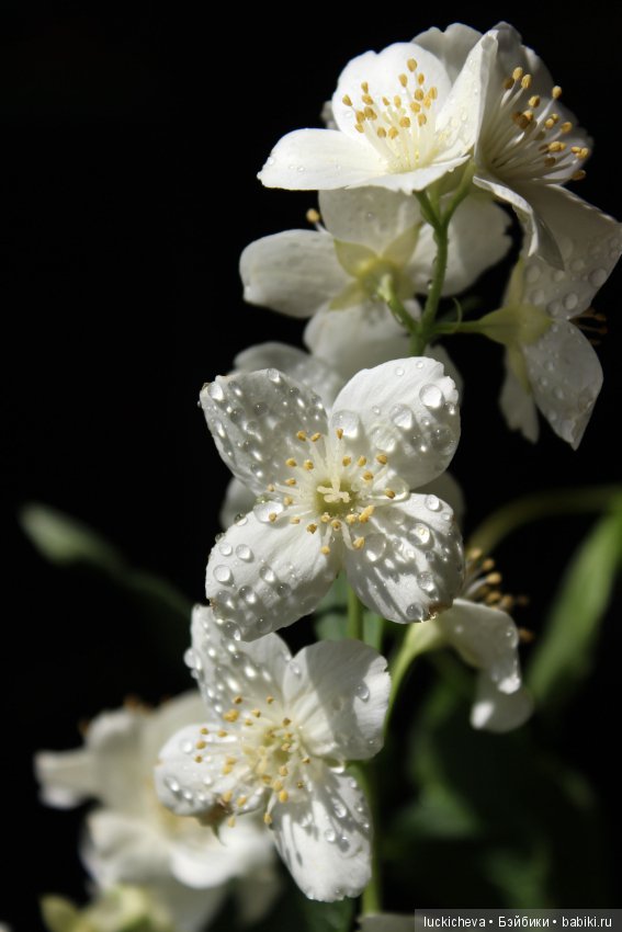 Philadélphus albus. Жасминовая нежность в сверкающих капельках