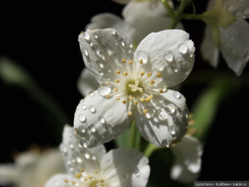 Philadélphus albus. Жасминовая нежность в сверкающих капельках (фото 4)