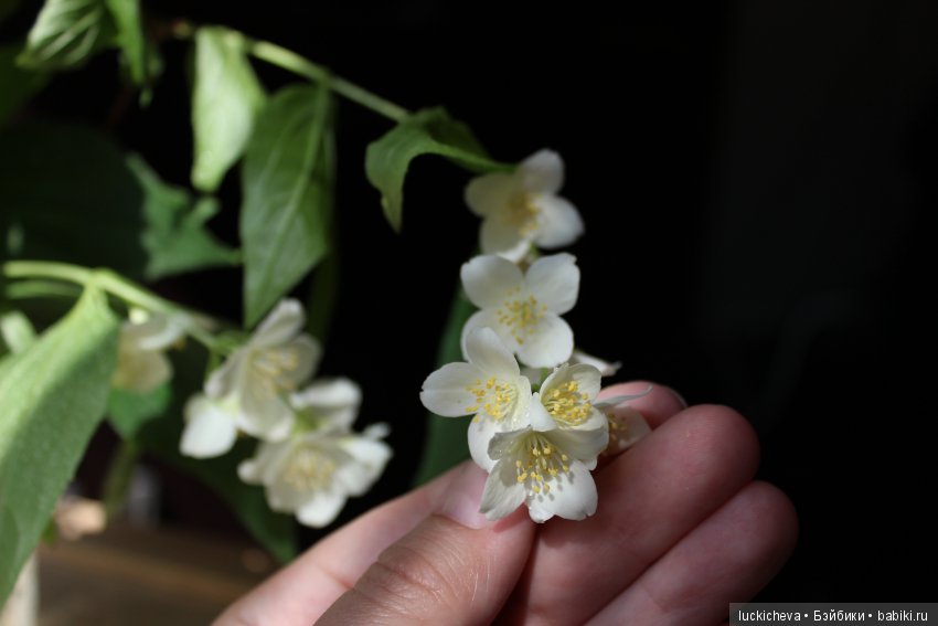 Philadélphus albus. Жасминовая нежность в сверкающих капельках