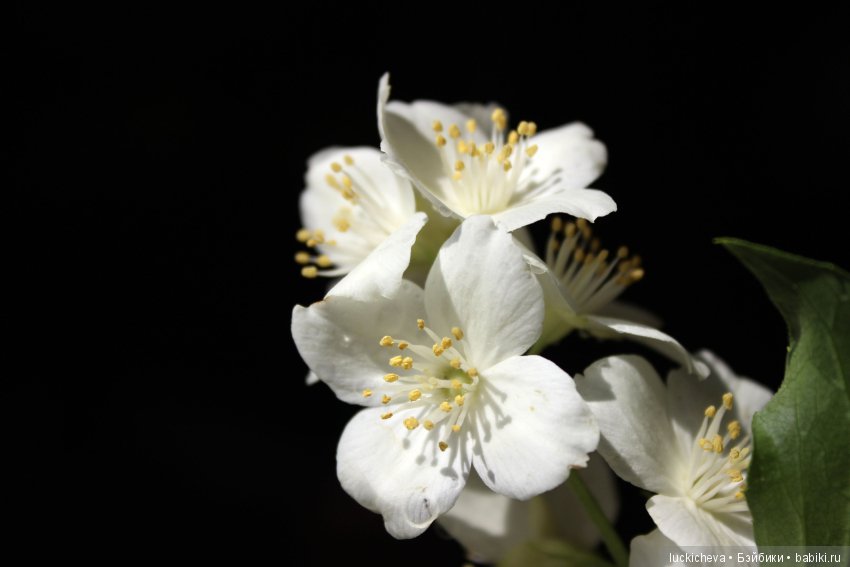 Philadélphus albus. Жасминовая нежность в сверкающих капельках