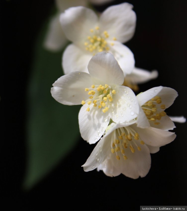 Philadélphus albus. Жасминовая нежность в сверкающих капельках