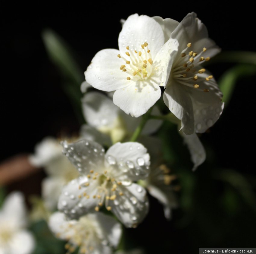 Philadélphus albus. Жасминовая нежность в сверкающих капельках