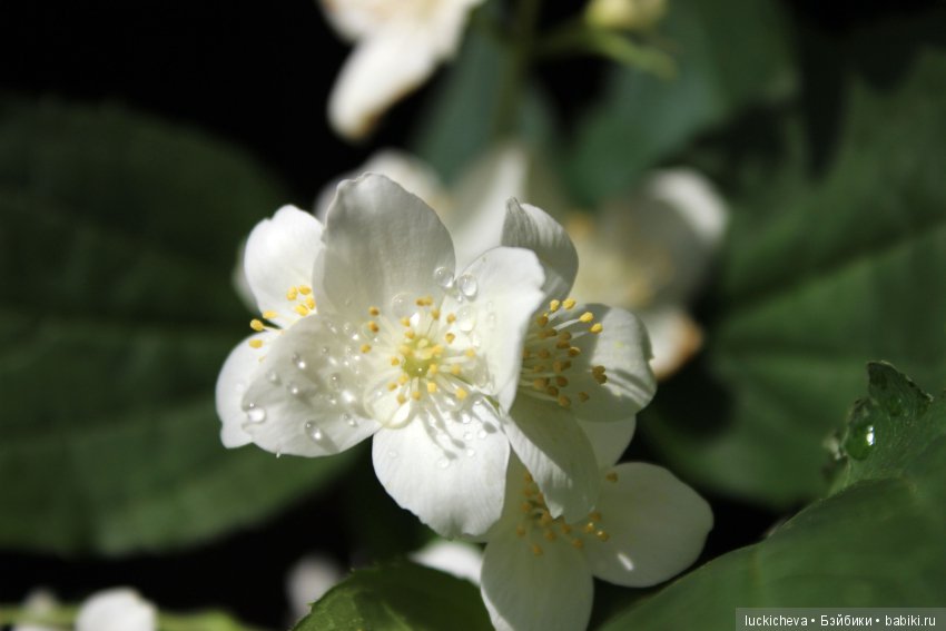 Philadélphus albus. Жасминовая нежность в сверкающих капельках