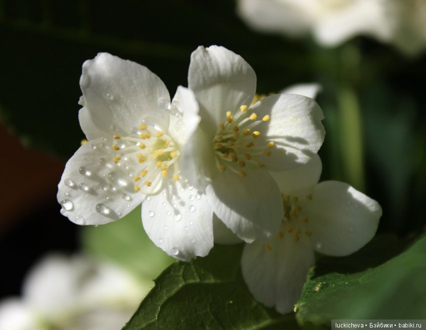 Philadélphus albus. Жасминовая нежность в сверкающих капельках (фото 6)
