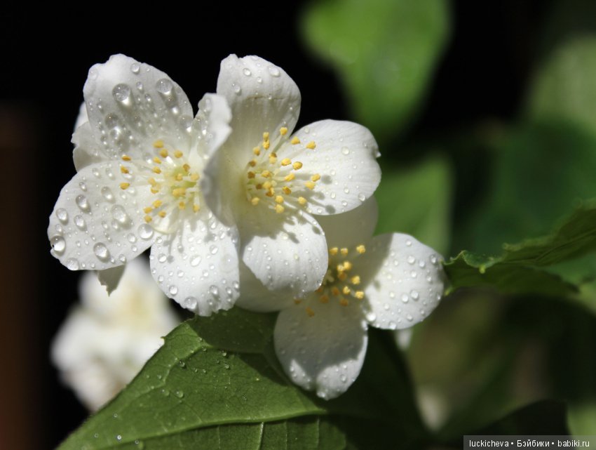 Philadélphus albus. Жасминовая нежность в сверкающих капельках (фото 8)
