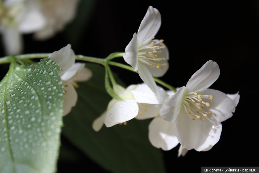 Philadélphus albus. Жасминовая нежность в сверкающих капельках