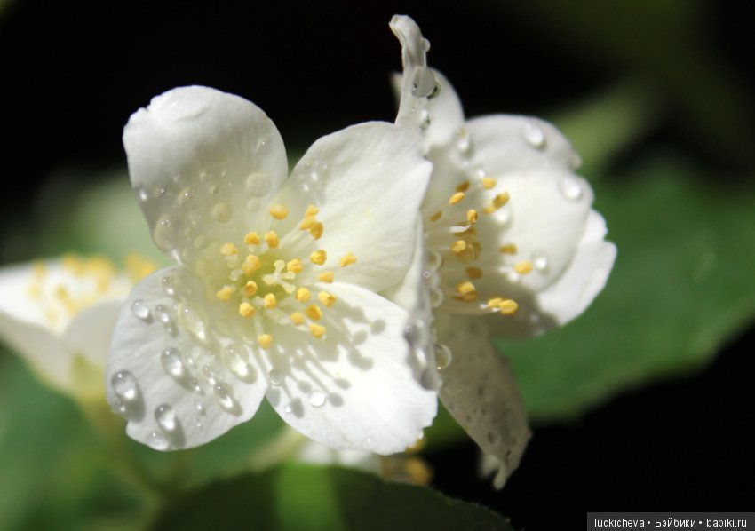 Philadélphus albus. Жасминовая нежность в сверкающих капельках (фото 10)