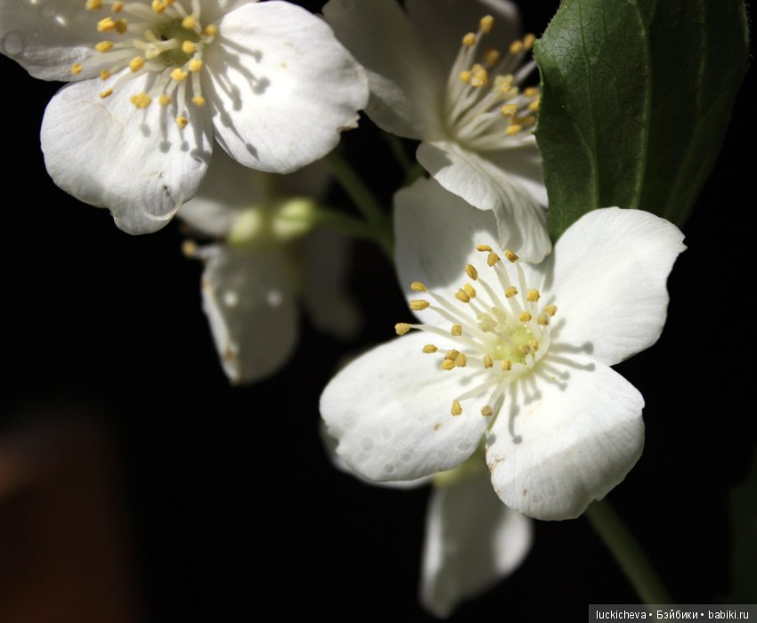 Philadélphus albus. Жасминовая нежность в сверкающих капельках