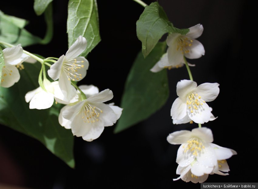 Philadélphus albus. Жасминовая нежность в сверкающих капельках