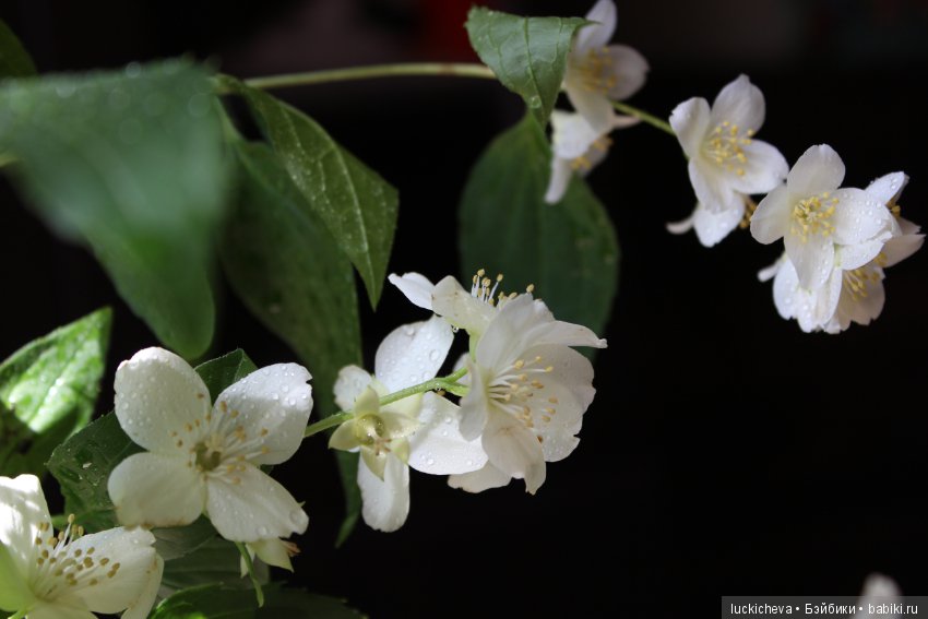 Philadélphus albus. Жасминовая нежность в сверкающих капельках