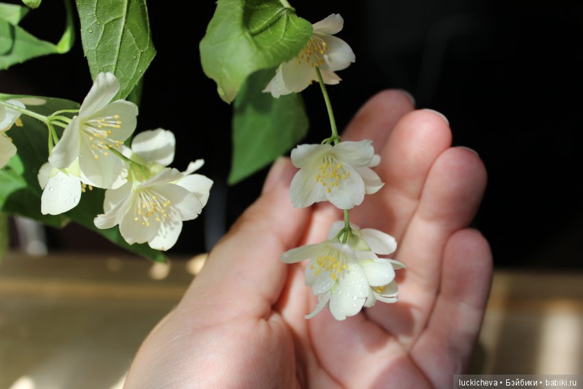 Philadélphus albus. Жасминовая нежность в сверкающих капельках
