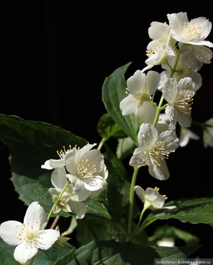 Philadélphus albus. Жасминовая нежность в сверкающих капельках
