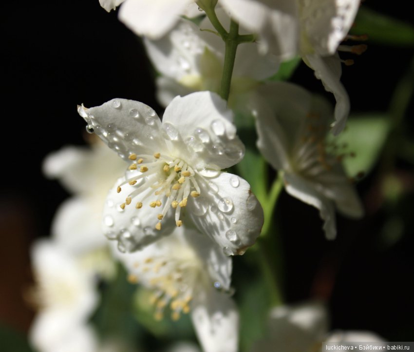 Philadélphus albus. Жасминовая нежность в сверкающих капельках (фото 2)