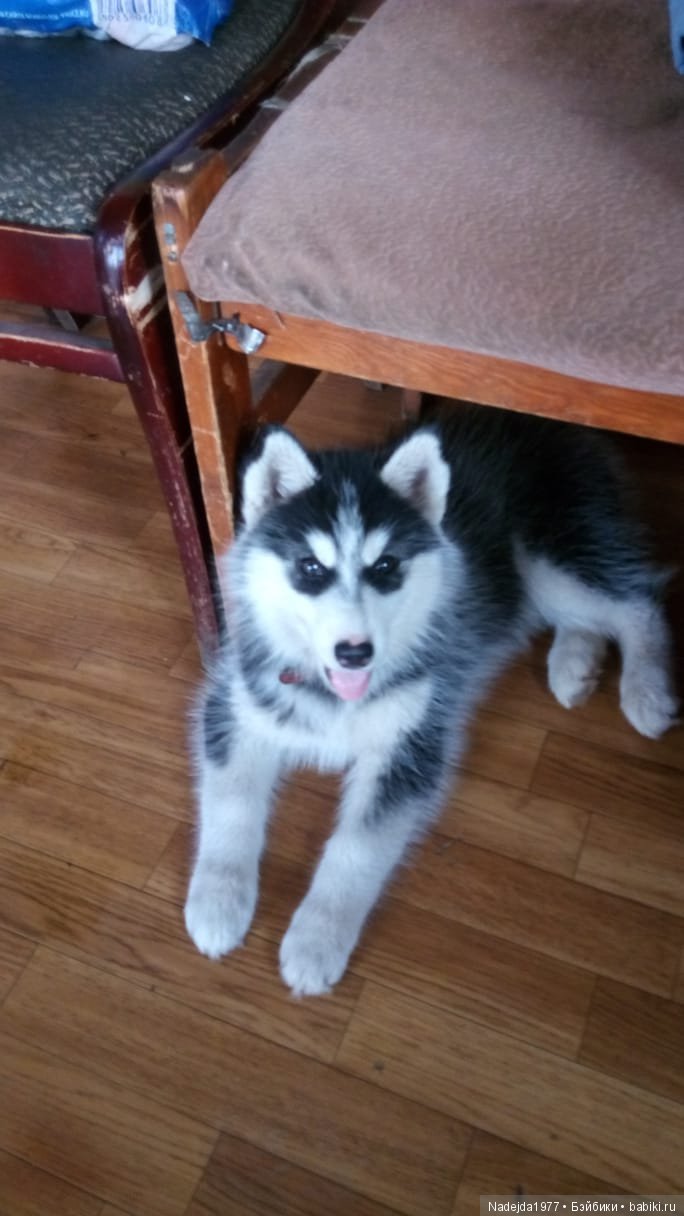 Бижу в новом платье — Куклы Bratz (Братц) и Moxie Girlz: MGA