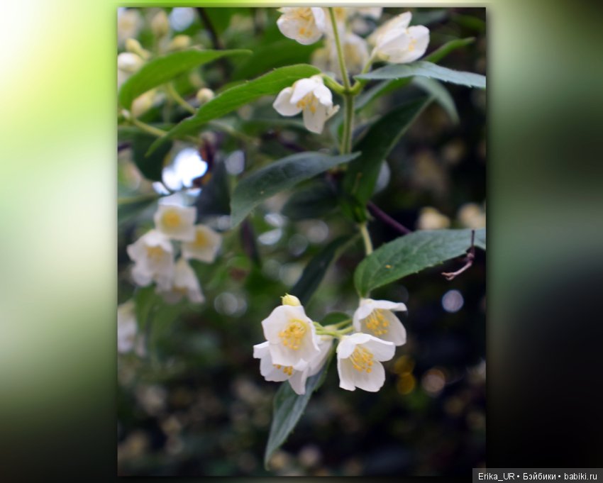 Цветочки. Даун-таун: гуляю, но кукол не беру (фото 6)