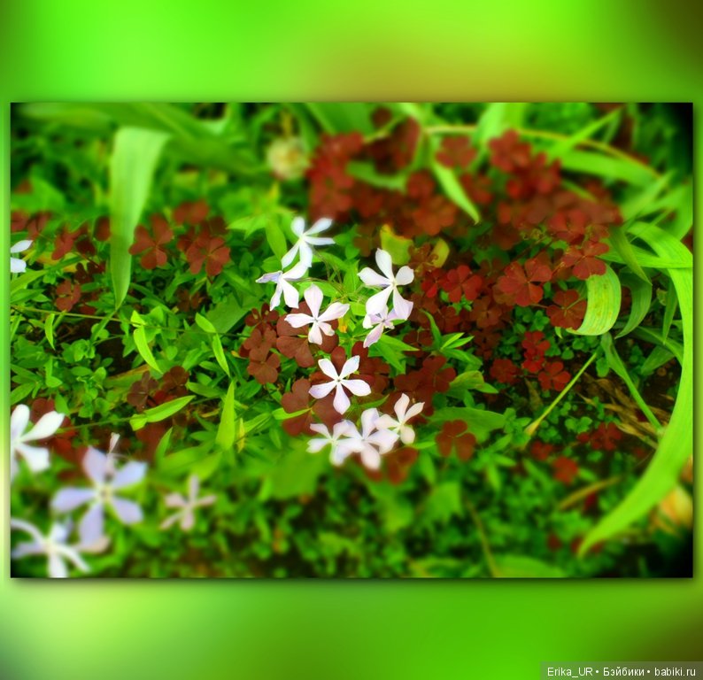 Цветочки. Даун-таун: гуляю, но кукол не беру
