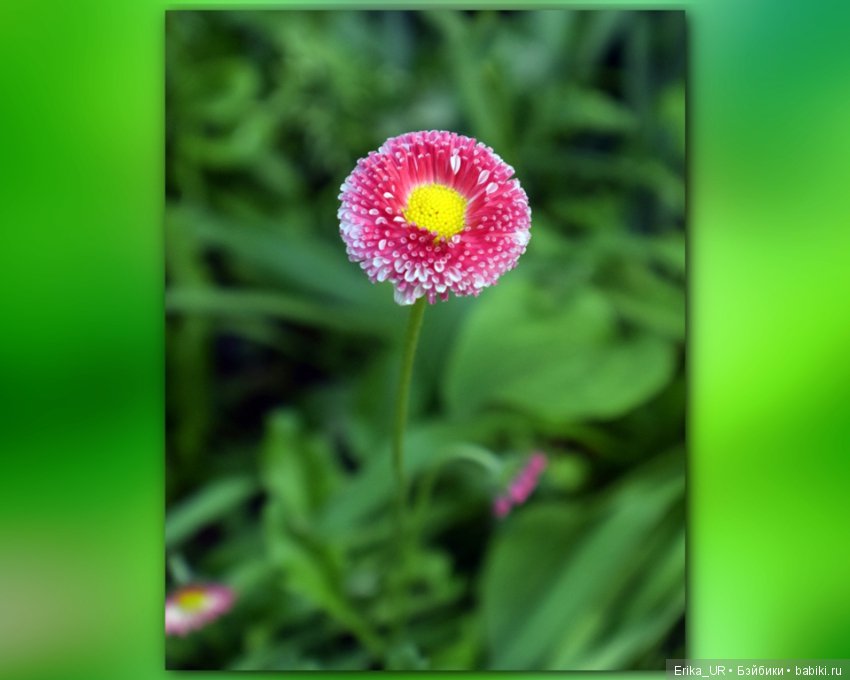 Цветочки. Даун-таун: гуляю, но кукол не беру (фото 5)