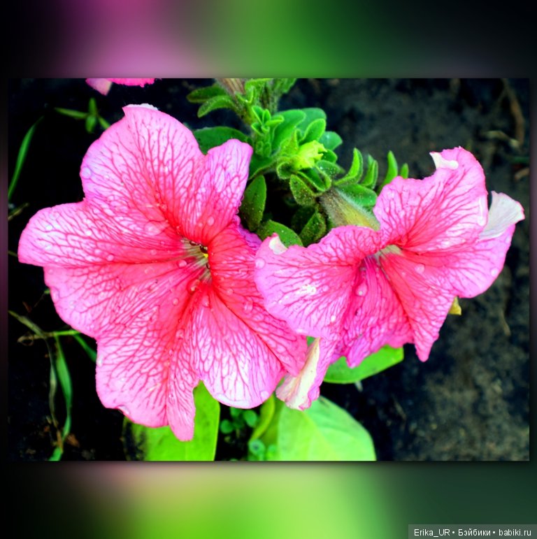 Цветочки. Даун-таун: гуляю, но кукол не беру