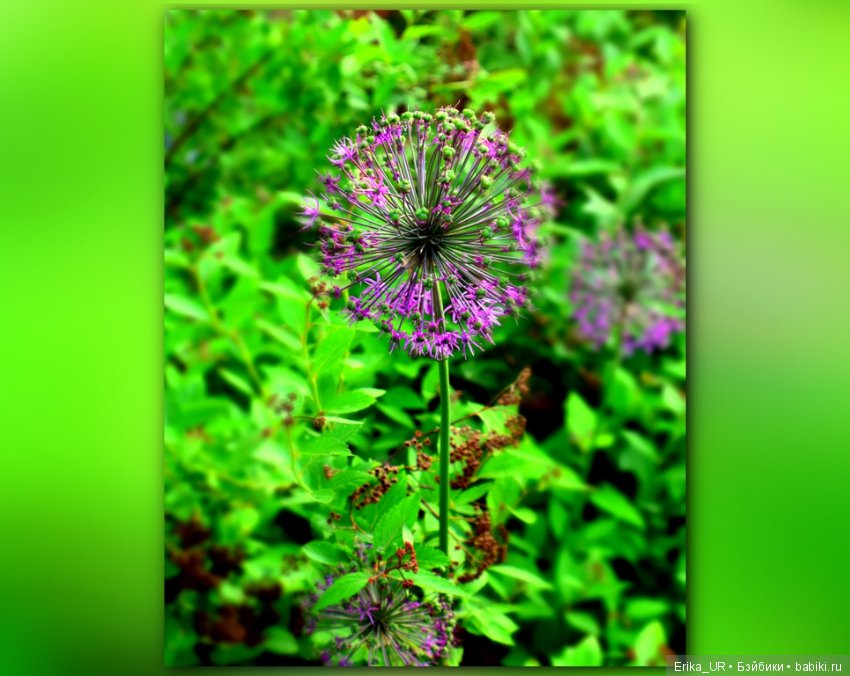 Цветочки. Даун-таун: гуляю, но кукол не беру