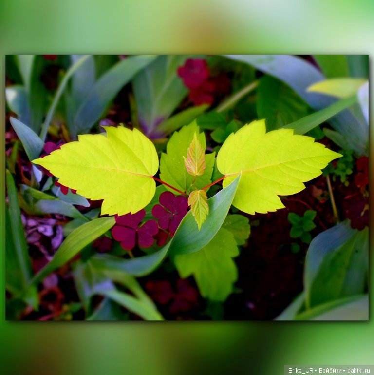 Цветочки. Даун-таун: гуляю, но кукол не беру (фото 2)