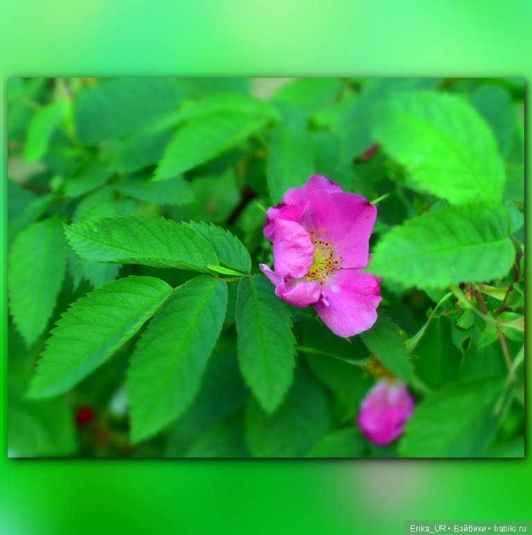 Цветочки. Даун-таун: гуляю, но кукол не беру