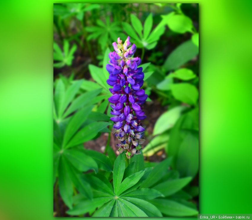 Цветочки. Даун-таун: гуляю, но кукол не беру