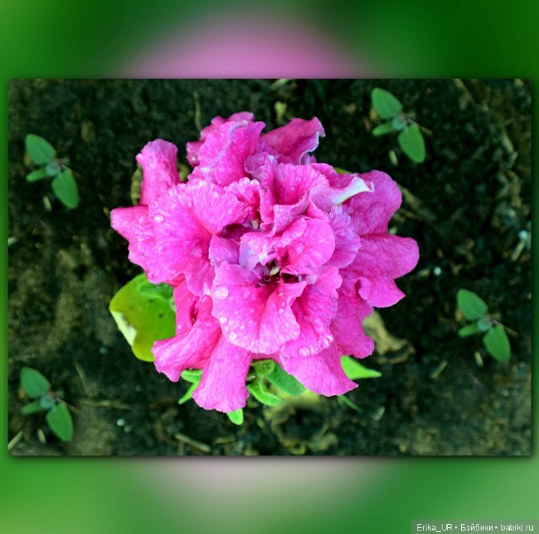 Цветочки. Даун-таун: гуляю, но кукол не беру