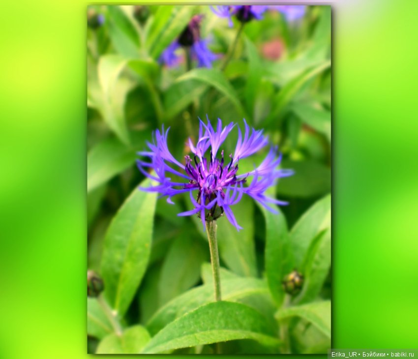 Цветочки. Даун-таун: гуляю, но кукол не беру