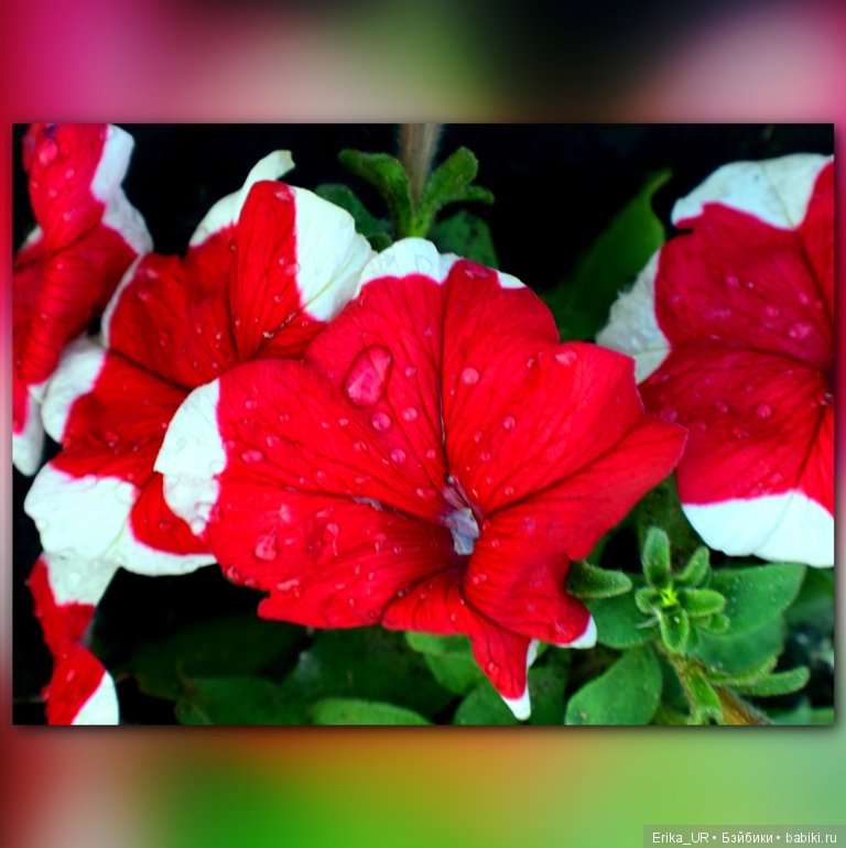 Цветочки. Даун-таун: гуляю, но кукол не беру (фото 4)