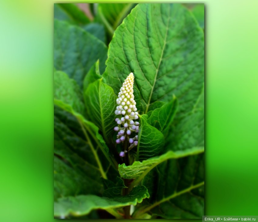 Цветочки. Даун-таун: гуляю, но кукол не беру