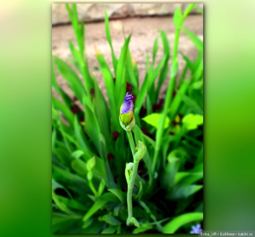 Цветочки. Даун-таун: гуляю, но кукол не беру