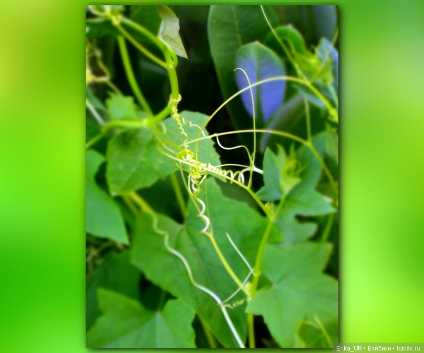 Цветочки. Даун-таун: гуляю, но кукол не беру