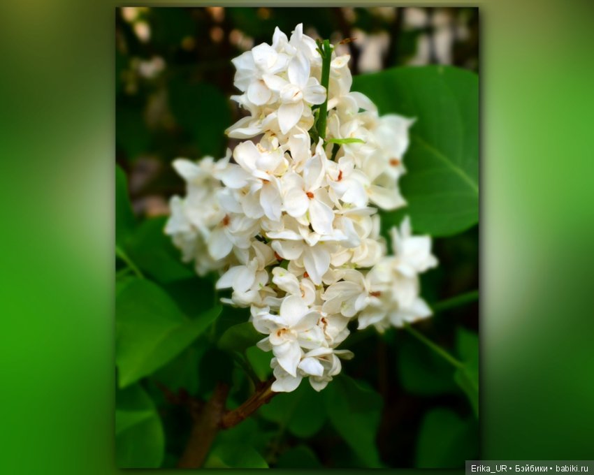 Цветочки. Даун-таун: гуляю, но кукол не беру