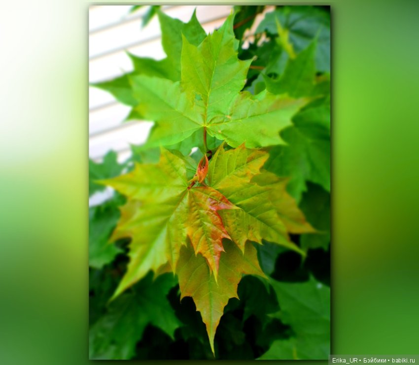 Цветочки. Даун-таун: гуляю, но кукол не беру (фото 3)