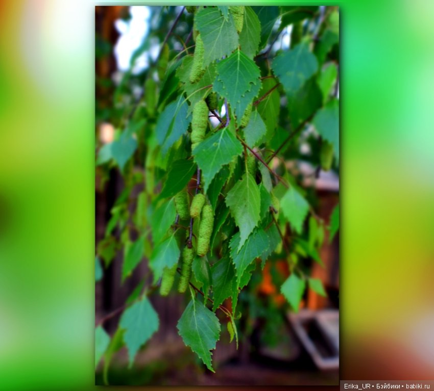 Цветочки. Даун-таун: гуляю, но кукол не беру