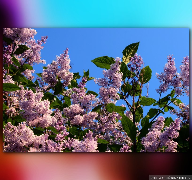 Цветочки. Даун-таун: гуляю, но кукол не беру (фото 8)