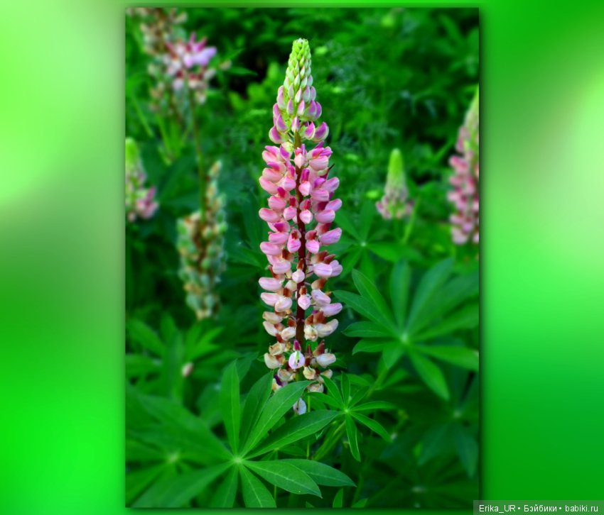 Цветочки. Даун-таун: гуляю, но кукол не беру