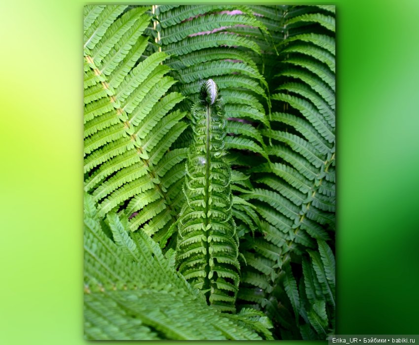 Цветочки. Даун-таун: гуляю, но кукол не беру