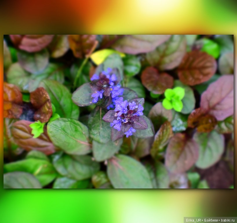 Цветочки. Даун-таун: гуляю, но кукол не беру